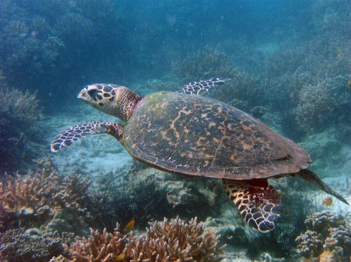A photograph of a hawksbill turtle swimming